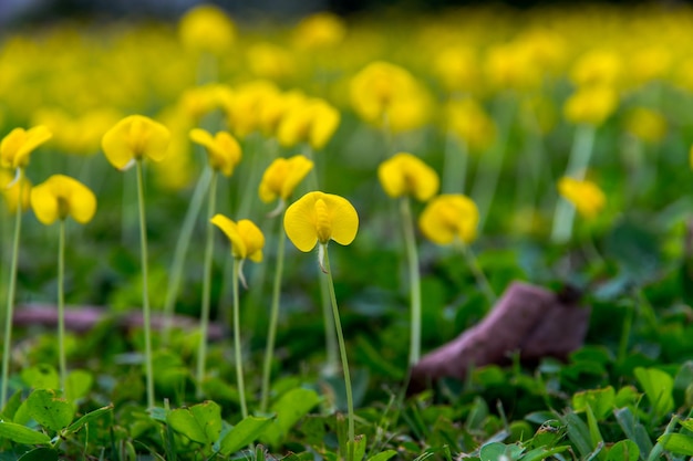 写真 畑 の 黄色い クロカス の 花 の クローズアップ