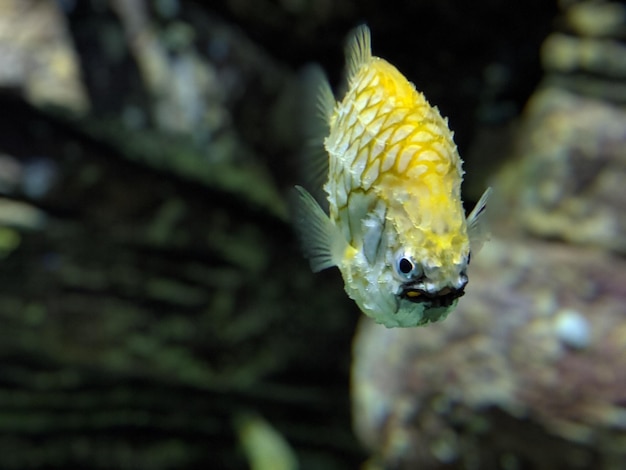 写真 海で泳ぐ黄色い魚のクローズアップ