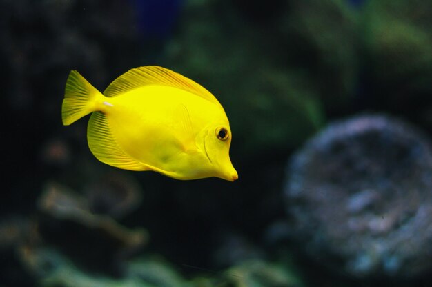 写真 水中の黄色い魚のクローズアップ