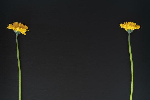 写真 黒い背景の黄色い花のクローズアップ