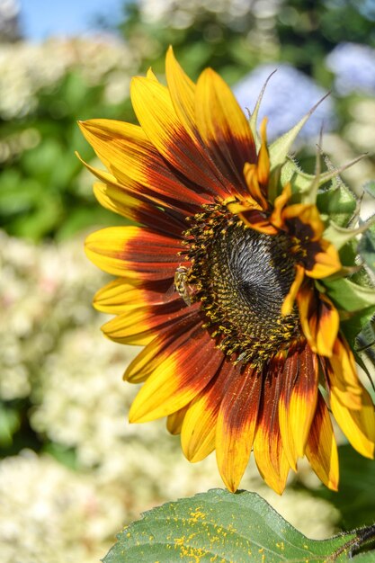 写真 植物にく黄色い花のクローズアップ