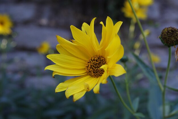 Фото Близкий взгляд на желтый цветок, цветущий на открытом воздухе