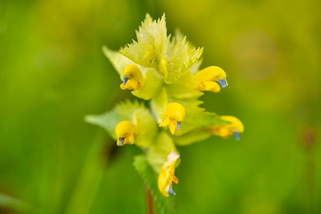 写真 外で育つ黄色い花の芽のクローズアップ