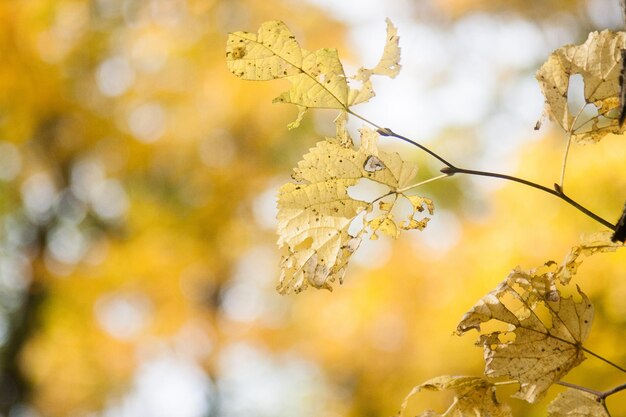 写真 黄色い花の木のクローズアップ