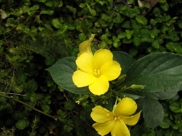 사진 노란 꽃 의 클로즈업
