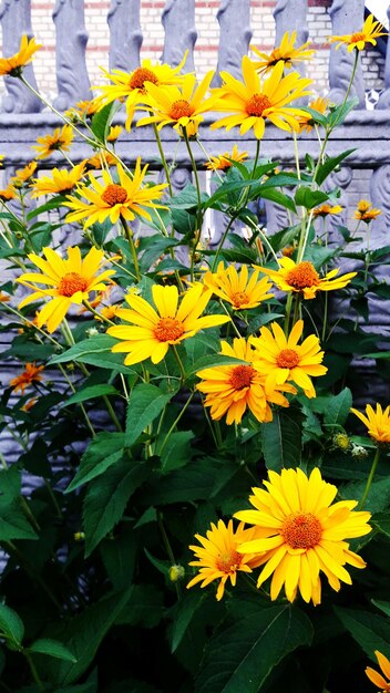Фото Близкий взгляд на желтый цветок