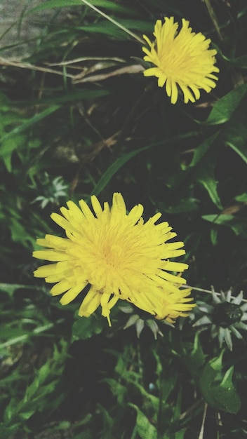 写真 黄色い花のクローズアップ
