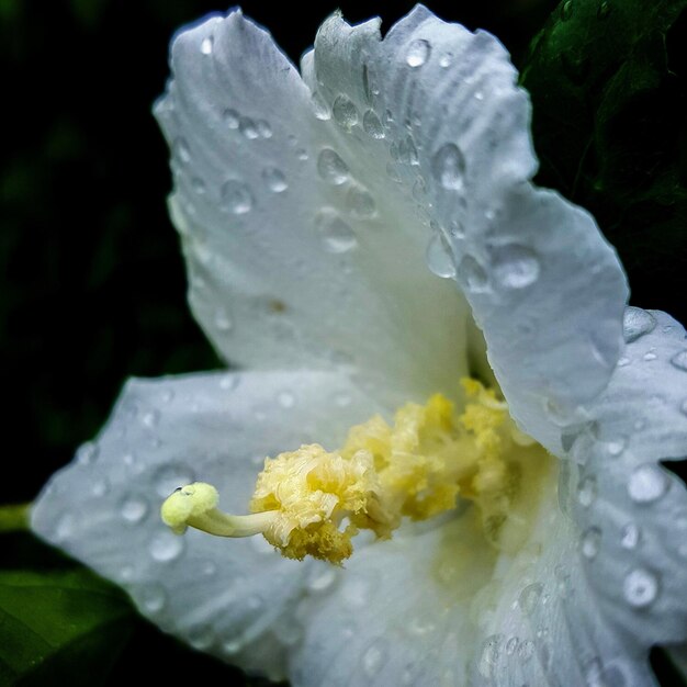 写真 黄色い花のクローズアップ