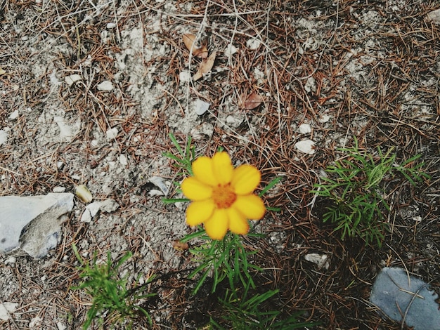 사진 노란 꽃 의 클로즈업