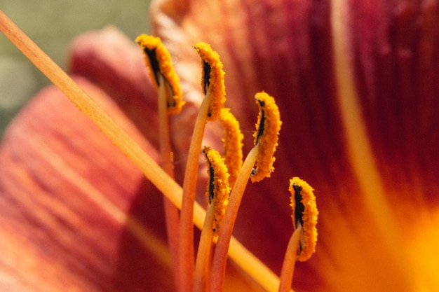 Фото Близкий взгляд на желтый цветок