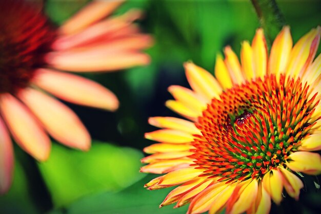 写真 黄色い花のクローズアップ