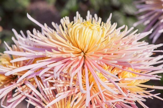 写真 黄色い花のクローズアップ