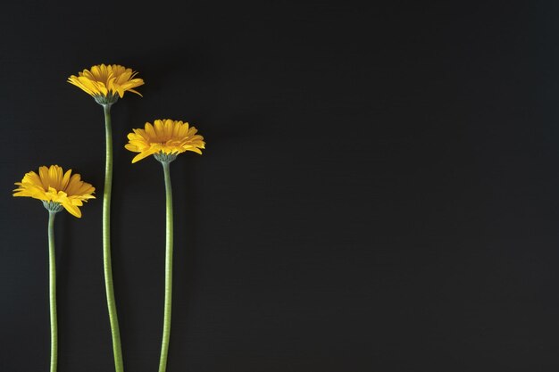 写真 黒い背景の黄色い花の植物のクローズアップ