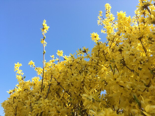 写真 晴れた空を背景に黄色い花を ⁇ かせる植物のクローズアップ