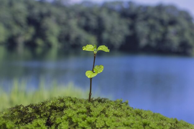 写真 湖を背景に黄色い花の植物のクローズアップ