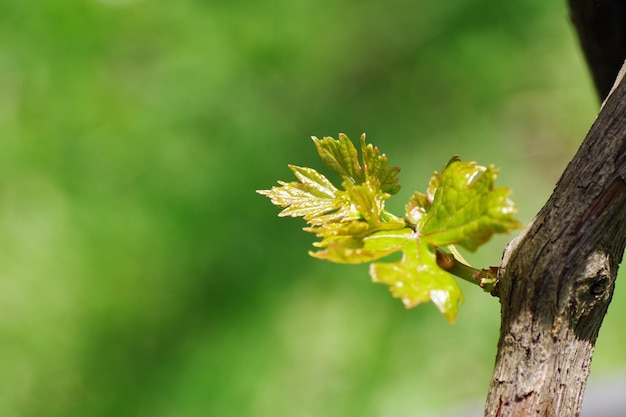 写真 木の幹に比べて黄色い花をかせる植物のクローズアップ