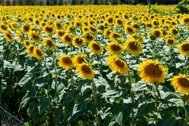 写真 畑の黄色い花の植物のクローズアップ