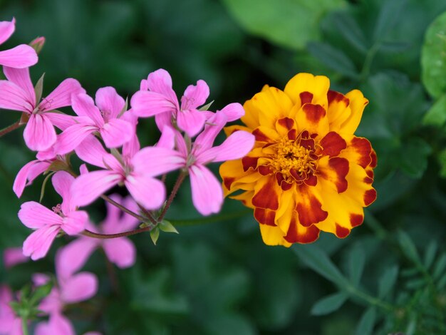 写真 公園の黄色い花の植物のクローズアップ