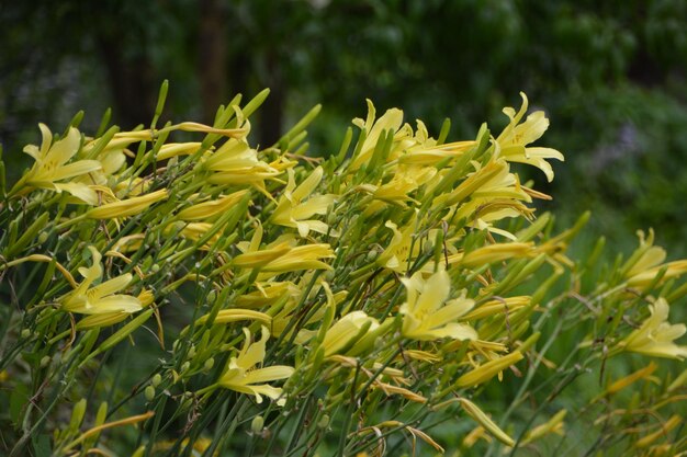 写真 黄色い花の植物の葉のクローズアップ