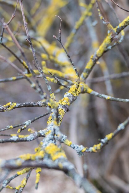 写真 枝の黄色い花の植物のクローズアップ