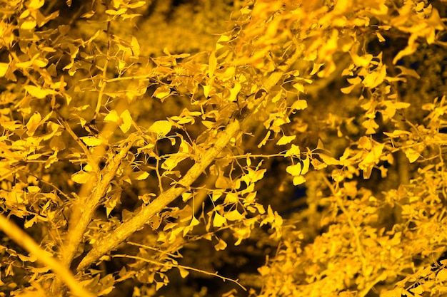 Фото Близкий снимок желтого цветущего растения на поле