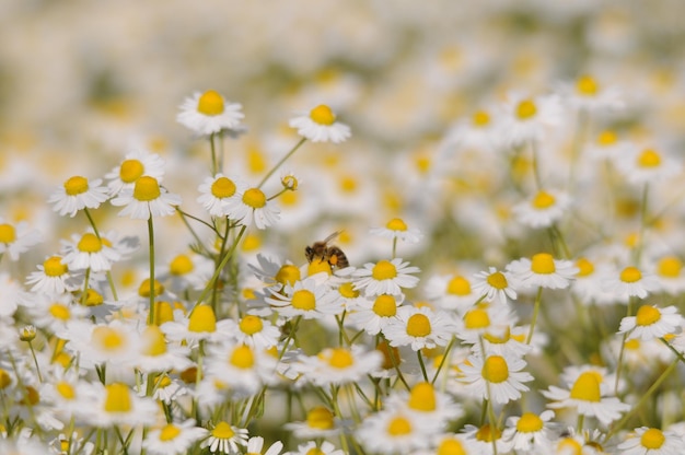 写真 畑の黄色い花の植物のクローズアップ