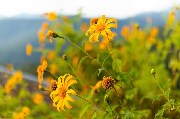 사진 에 있는 노란 꽃 이 피는 식물 의 근접 사진