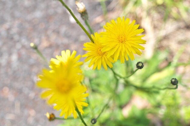 写真 畑の黄色い花の植物のクローズアップ