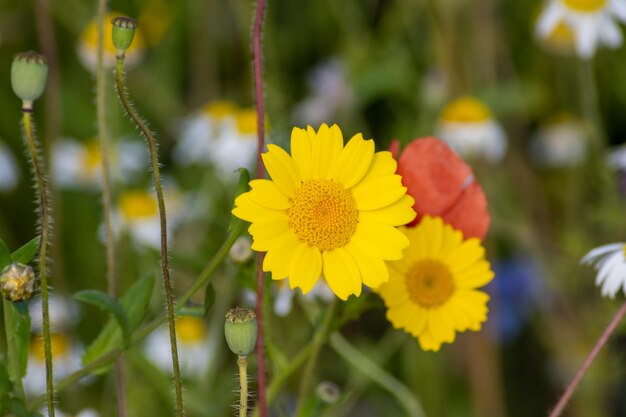 写真 畑の黄色い花の植物のクローズアップ