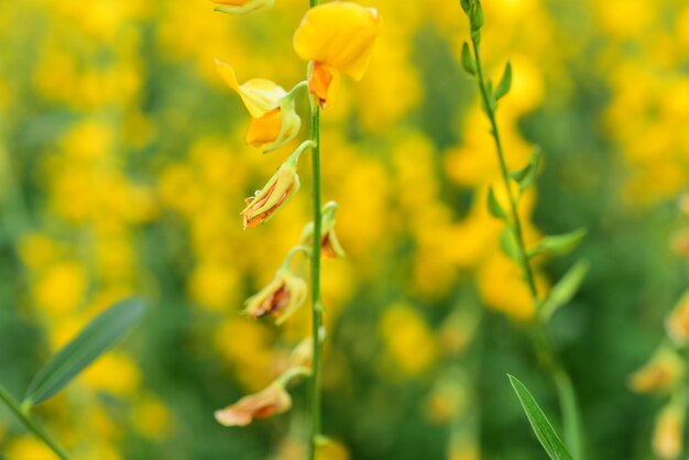 写真 畑の黄色い花の植物のクローズアップ