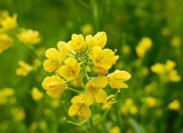 写真 畑の黄色い花の植物のクローズアップ