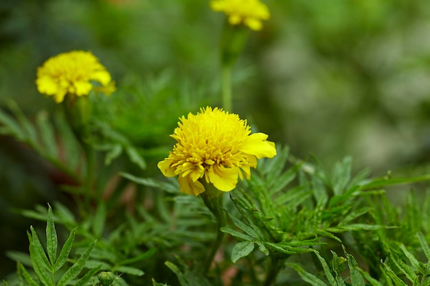 Фото Близкий план желтого цветущего растения на поле
