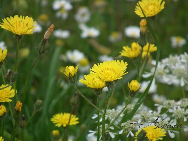 写真 畑の黄色い花の植物のクローズアップ