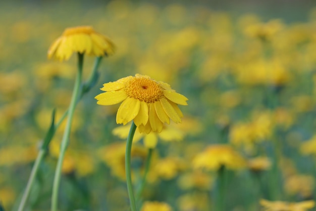 Фото Близкий план желтого цветущего растения на поле