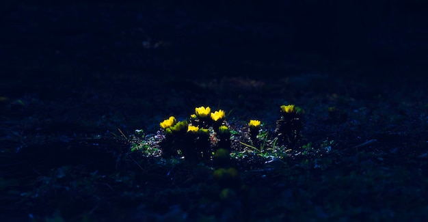 写真 畑の黄色い花の植物のクローズアップ