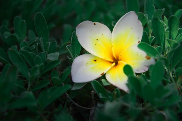 写真 陸上の黄色い花の植物のクローズアップ