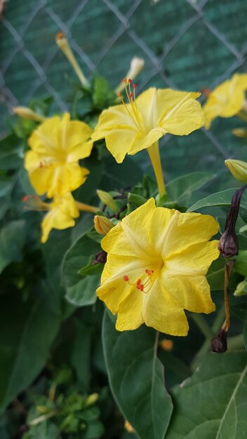 写真 黄色い花の植物のクローズアップ