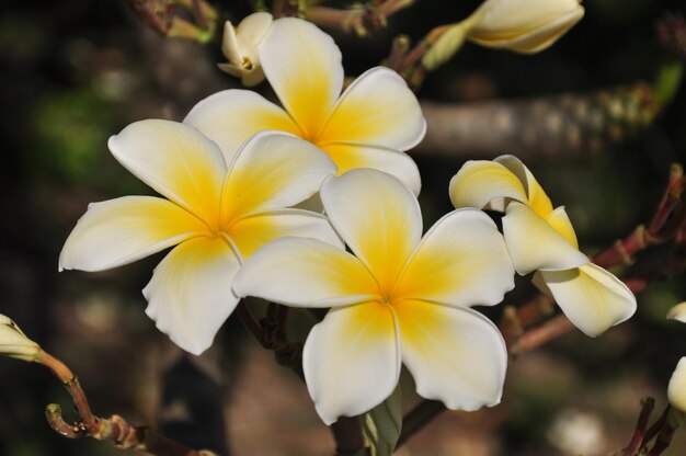 写真 黄色い花の植物のクローズアップ