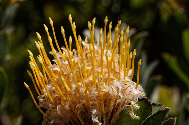 写真 黄色い花を ⁇ かせる植物のクローズアップ