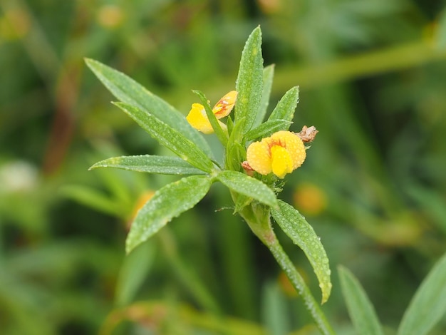 写真 黄色い花の植物のクローズアップ