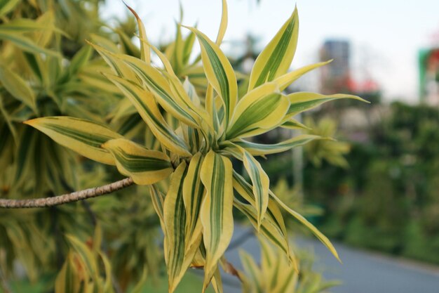 写真 黄色い花の植物のクローズアップ