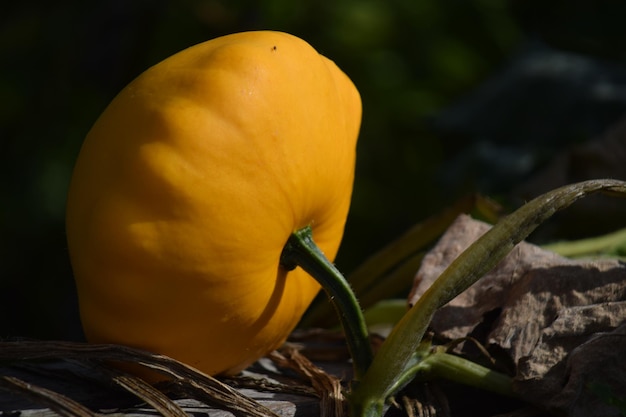 写真 黄色い花の植物のクローズアップ