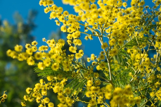 Фото Крупный план желтого цветущего растения