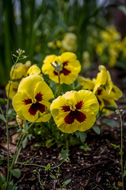 写真 黄色い花の植物のクローズアップ