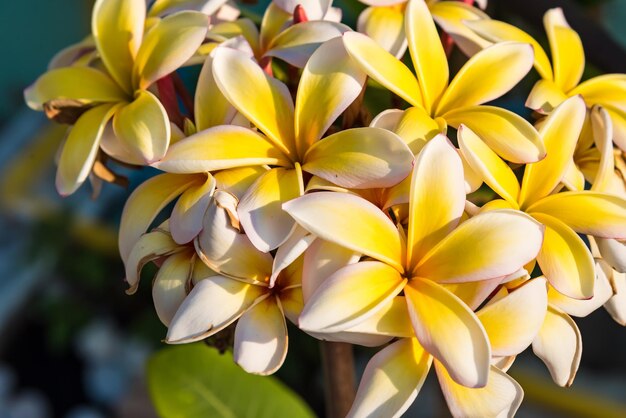 写真 黄色い花の植物のクローズアップ