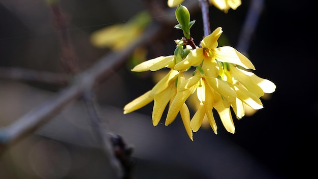 写真 黄色い花を ⁇ かせる植物のクローズアップ