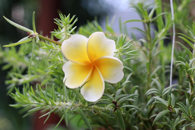 写真 黄色い花の植物のクローズアップ