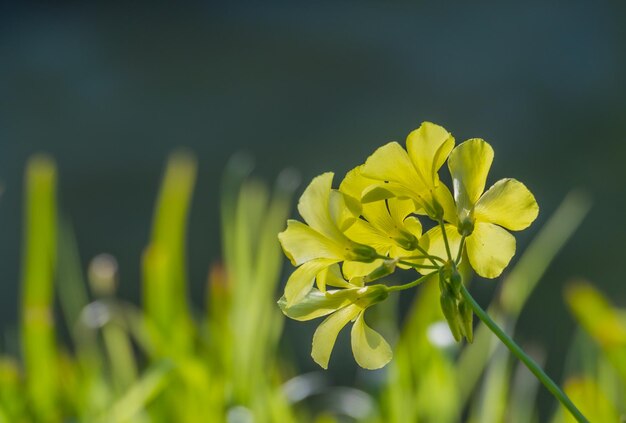 写真 黄色い花の植物のクローズアップ