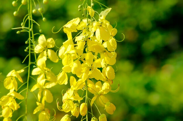 Фото Крупный план желтого цветущего растения