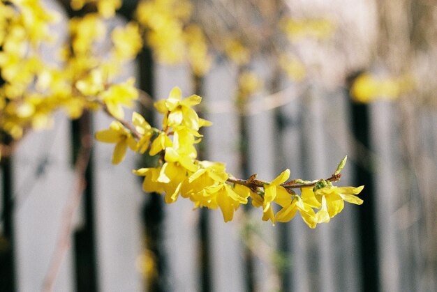 写真 黄色い花の植物のクローズアップ